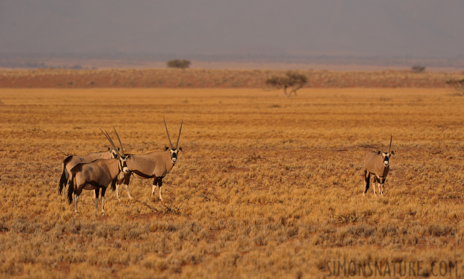 Oryx gazella [550 mm, 1/1250 Sek. bei f / 7.1, ISO 800]
